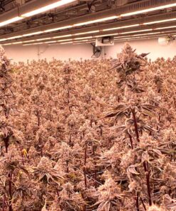 thca flower pound