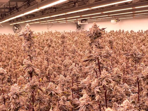 thca flower pound
